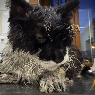 Bezšķirnes - attēls