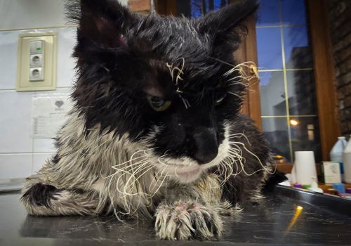 Bezšķirnes - attēls