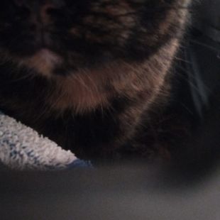 Bezšķirnes - attēls