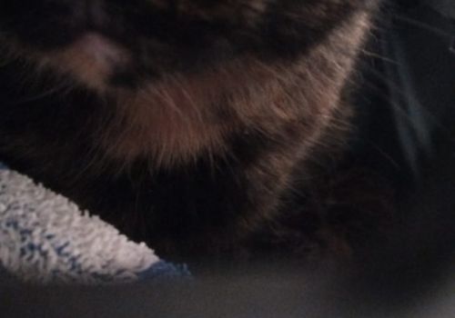 Bezšķirnes - attēls