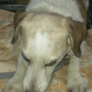 Bezšķirnes - attēls