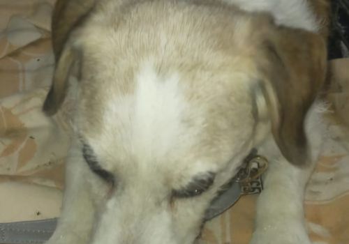 Bezšķirnes - attēls