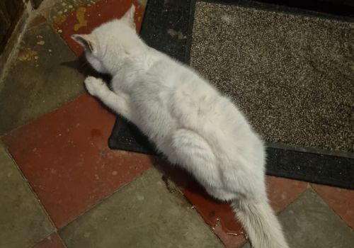 Bezšķirnes - attēls