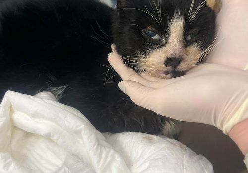 Bezšķirnes - attēls