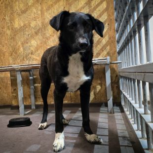 Bezšķirnes - attēls