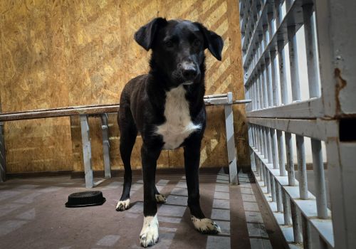 Bezšķirnes - attēls