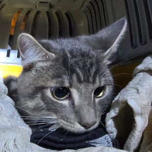 Bezšķirnes - attēls