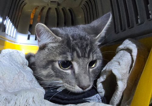 Bezšķirnes - attēls