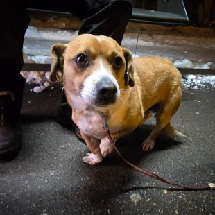 Bezšķirnes - attēls