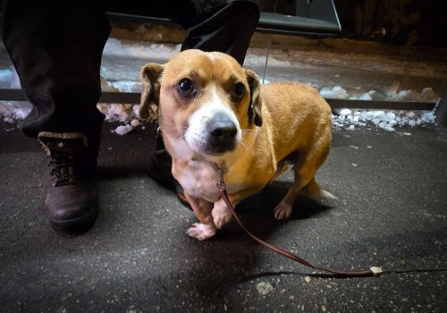 Bezšķirnes - attēls