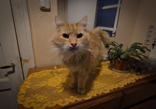 Bezšķirnes - attēls