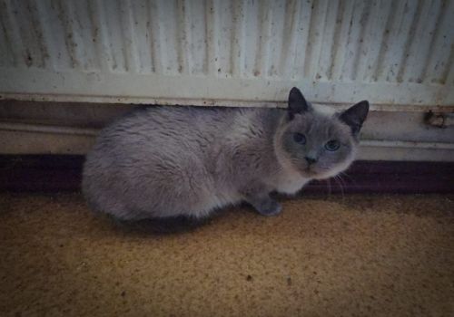 Bezšķirnes - attēls