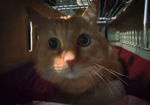 Bezšķirnes - attēls