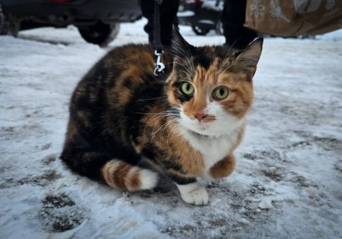 Bezšķirnes - attēls