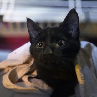 Bezšķirnes - attēls