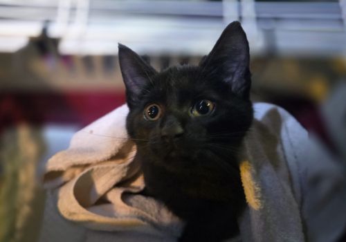 Bezšķirnes - attēls