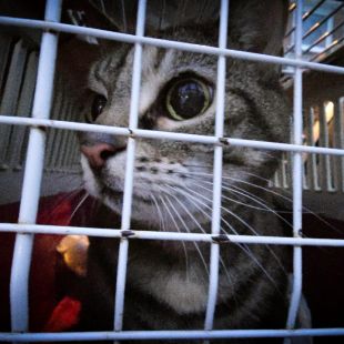 Bezšķirnes - attēls