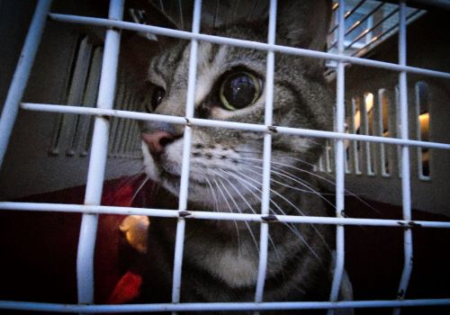 Bezšķirnes - attēls