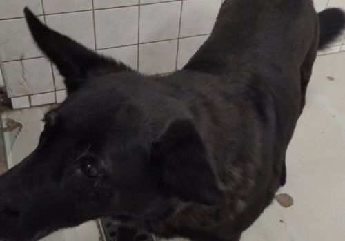 Bezšķirnes - attēls