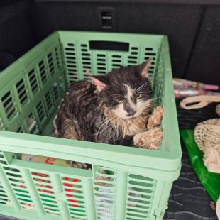 Bezšķirnes - attēls