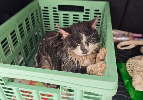 Bezšķirnes - attēls