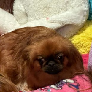 Bezšķirnes - attēls