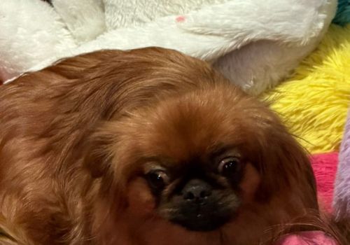 Bezšķirnes - attēls