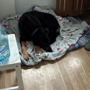 Bezšķirnes - attēls