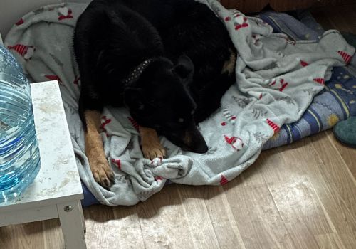 Bezšķirnes - attēls