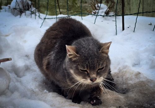 Bezšķirnes - attēls