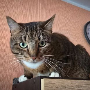 Bezšķirnes - attēls