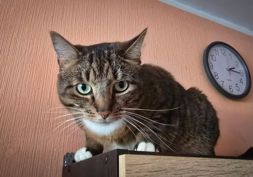 Bezšķirnes - attēls