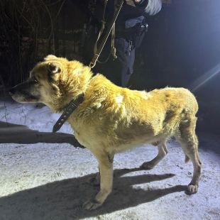 Bezšķirnes - attēls