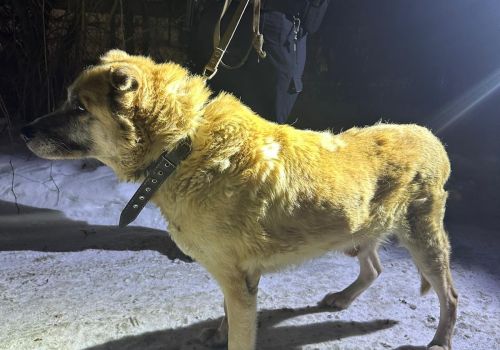 Bezšķirnes - attēls