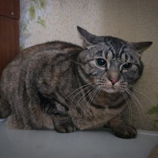 Bezšķirnes - attēls