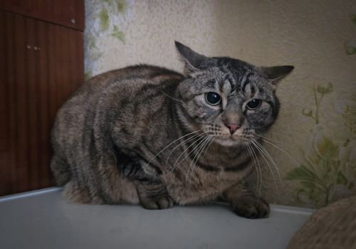 Bezšķirnes - attēls