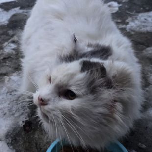 Bezšķirnes - attēls