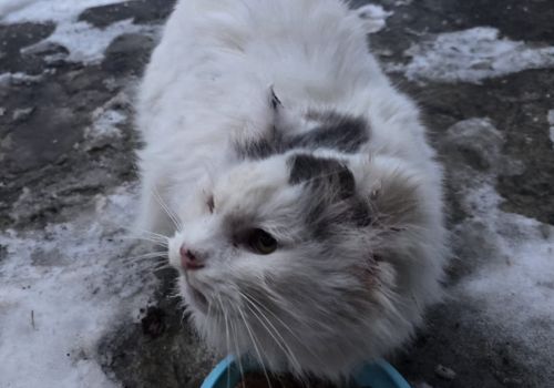 Bezšķirnes - attēls