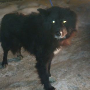 Bezšķirnes - attēls