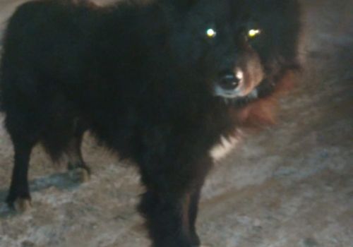 Bezšķirnes - attēls