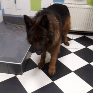 Vācu aitu suns - attēls