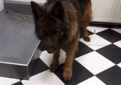 Vācu aitu suns - attēls