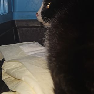 Bezšķirnes - attēls