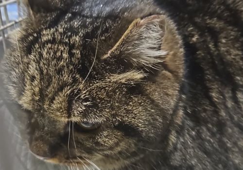 Bezšķirnes - attēls