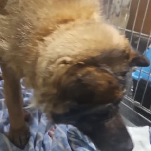 Bezšķirnes - attēls