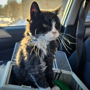 Bezšķirnes - attēls