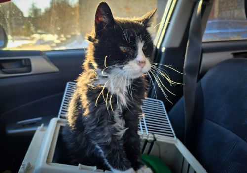 Bezšķirnes - attēls