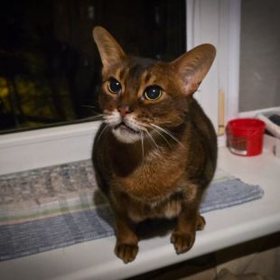 Abesinijas kaķis - attēls