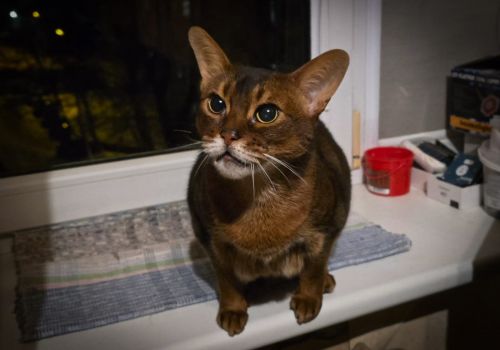 Abesinijas kaķis - attēls