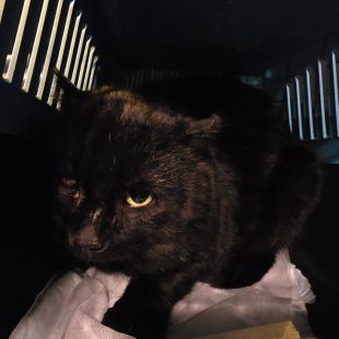 Bezšķirnes - attēls